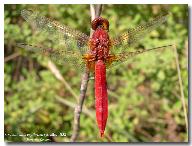 Par condicio 3 : Crocothemis erythraea (Odonata)